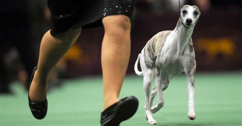 chanel whippet westminster|Whippet Gets Fast Start at America’s Top Dog Show.